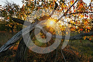 Deserted fruity orchard