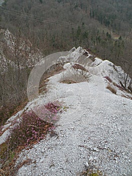 A deserted gray rocky landscape covered with spruce and spruce spruce and pine trees that have been damaged. A region like moon