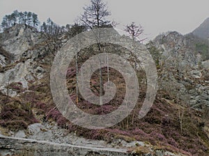 A deserted gray rocky landscape covered with spruce and spruce spruce and pine trees that have been damaged. A region like moon
