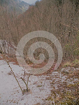 A deserted gray rocky landscape covered with spruce and spruce spruce and pine trees that have been damaged. A region like moon