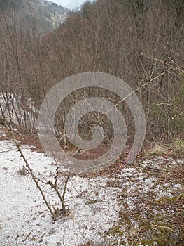 A deserted gray rocky landscape covered with spruce and spruce spruce and pine trees that have been damaged. A region like the moo