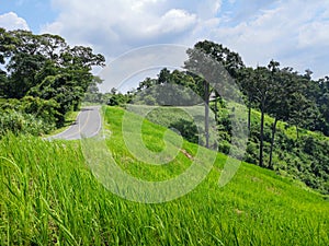 Deserted mountain road surrounded by tropical vegetation, on the way to nowhere