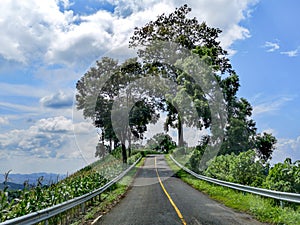 Deserted mountain road surrounded by tropical vegetation, on the way to nowhere