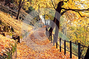 Deserted park alley, carpeted with yellow fallen leaves and autumn maple trees on mountain slope
