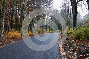 A deserted road in an autumn park.