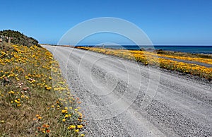 A deserted road with bright yellow flowers on either side passes close to the ocean at Cape Palliser, North Island, New Zealand