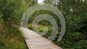 Deserted road in the middle of the forest