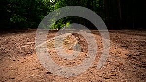 Deserted road in the middle of the forest