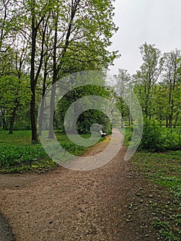 A deserted road among trees with a bench on a spring morning in a park on Elagin Island in St. Petersburg