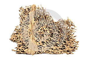 Deserted termite nest