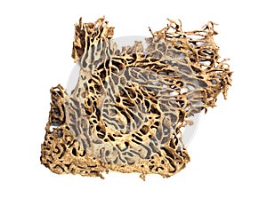 Deserted termite nest photo