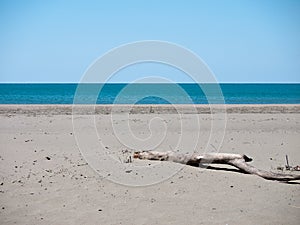 Deserted unspoilt beach with driftwood