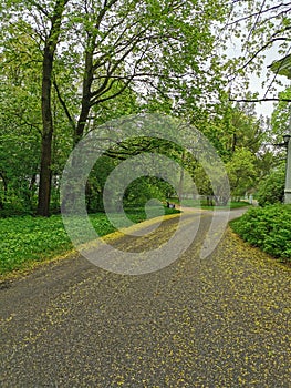 A deserted, wet, pollen-covered road among the trees on a cloudy spring morning in a park on Elagin Island in St. Petersburg