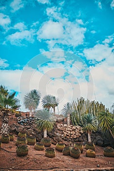 Desertic landscape with palms and cactuses photo