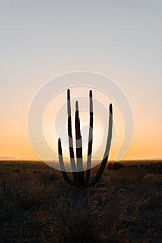 Desertic saguaro in front sunset light
