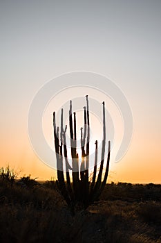 Desertic saguaro infront sunset light
