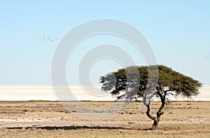 Desertificazione 