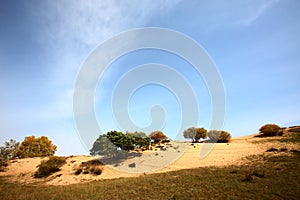 Desertification grassland