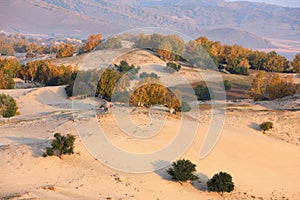 desertification prairie and autumn trees