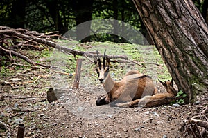 Deserved rest by a tree in the steppe of the East African oryx. Oryx beisa a mammal species with straight high horns. Siesta.