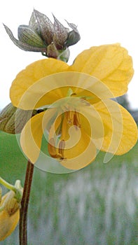deshi yellow flower