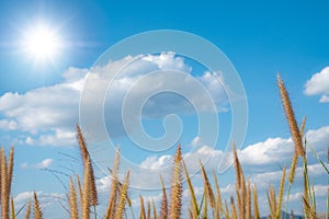 Desho Grass Fields with beautiful blue sky with white clouds and sun photo