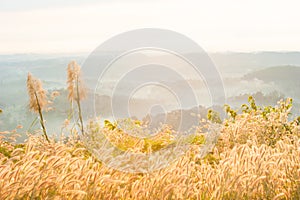 Desho Grass in the mist under sun shining on the mountain top photo