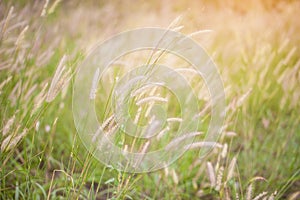 Desho grass Pennisetum pedicellatum at sunset time. photo