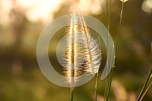 Desho grass, in the valley and the morning sun photo