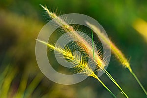 Desho grass, in the valley and the morning sun photo