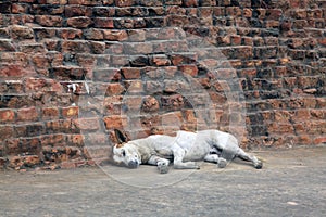 Desi dogs lying by a stone wall