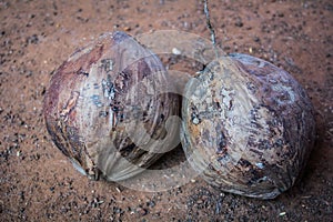 Desiccated coconut