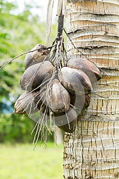 Desiccated coconut