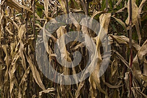 Desiccated Corn