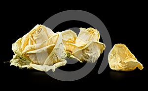 Desiccated white roses and petals isolated on black background. Faded dying white roses