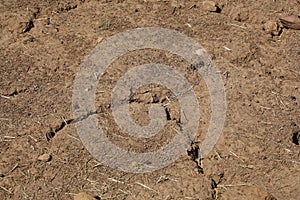 Desiccation Cracks in farming soil photo