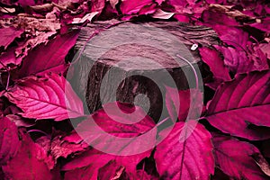 design background colorful 2023 trend color magenta viva stump tree leaves red dry autumn fallen purple toned