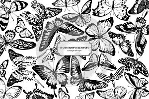 Design with black and white papilio ulysses, morpho menelaus, graphium androcles, morpho rhetenor cacica, papilio