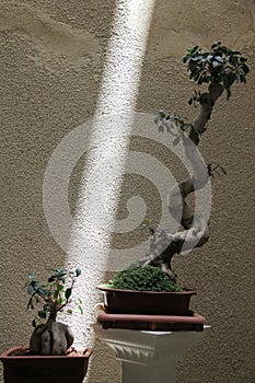 The design of the bonsai plant is of course not in Japan, but in Iran