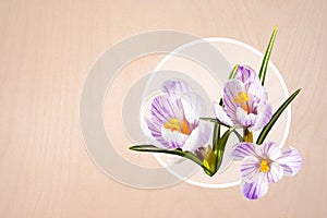 Design card. Collage of beautiful isolated white violet crocus flowers. Spring.