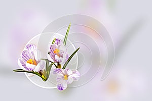 Design card. Collage of beautiful isolated white violet crocus flowers. Spring.