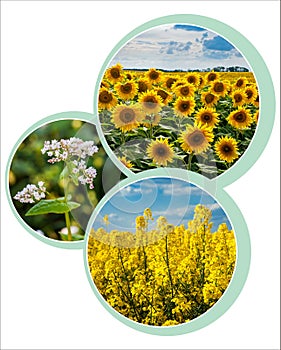 design circle design for agrarian theme with photo