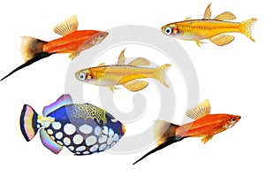 Design of colorful fishes on white background