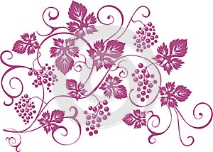Design elements with bunches of grapes and vines in vintage styl