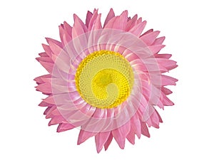 Design Elements: Pink Flower Head