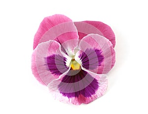 Design Elements: Pink Pansy