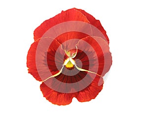 Design Elements: Red Pansy