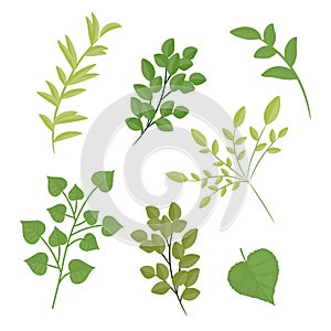 Design elements set collection of green leaves. Vector illustration