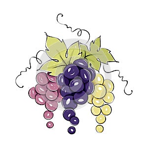 Design elements -- three bunches of grapes