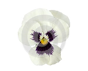 Design Elements: White Pansy